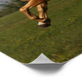 ボブラングリシュ | Palomino Lusitano Stallionが跳躍 ポスター (角)