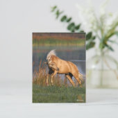 ボブラングリシュ | Palomino Lusitano Stallion Bucking ポストカード (スタンド正面)