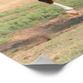 ボブラングリシュ | Palomino Morgan Horse Bucking ポスター (角)