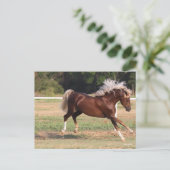 ボブラングリシュ | Palomino Morgan Horse Bucking ポストカード (スタンド正面)