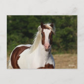 ボブラングリシュ | Pinto Hflingerヘッドショット ポストカード (正面)