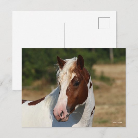 ボブラングリシュ | Pinto Hflinger Stallionヘッドショット ポストカード (正面/裏面)