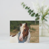 ボブラングリシュ | Pinto Hflinger Stallionヘッドショット ポストカード (スタンド正面)