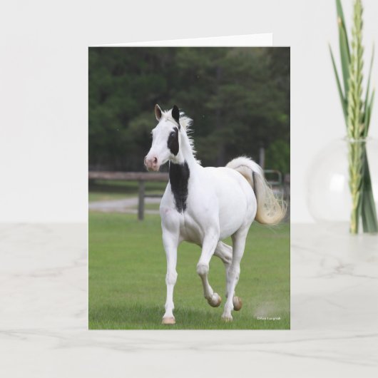 ボブラングリシュ | Pinto Warmblood カード (正面)