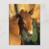 ボブラングリシュ | Quarter Horse Foalヘッドショット ポストカード (正面)