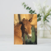 ボブラングリシュ | Quarter Horse Foalヘッドショット ポストカード (スタンド正面)