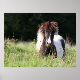 ボブラングリシュ Shetland Stallionが芝生に立つ ポスター