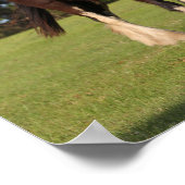 ボブラングリシュ | Shire Horse Youngsters立ち ポスター (角)