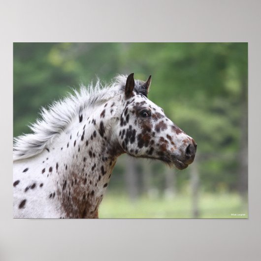 ボブラングリシュ | Spotty Knapstrupperヘッドショット ポスター (正面)