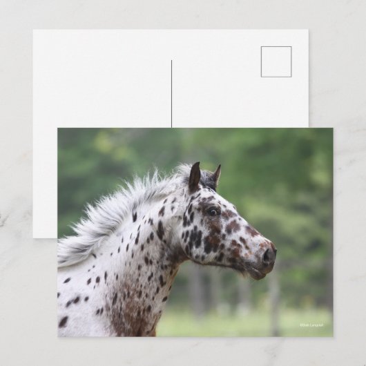 ボブラングリシュ | Spotty Knapstrupperヘッドショット ポストカード (正面/裏面)