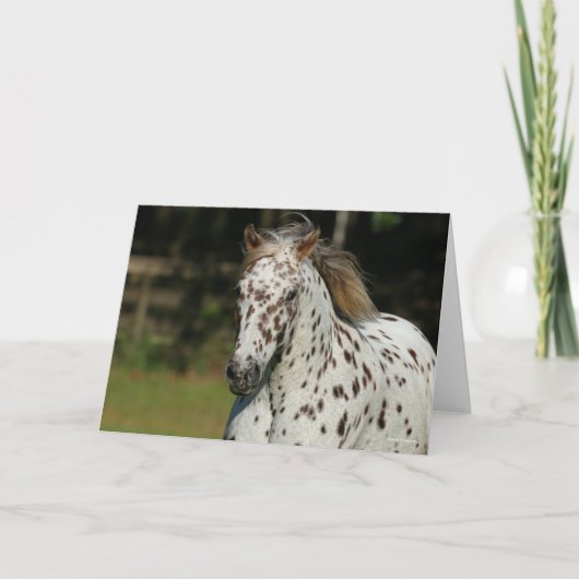 ボブラングリシュ | Spotty Pony Of Americaヘッドショット カード (正面)