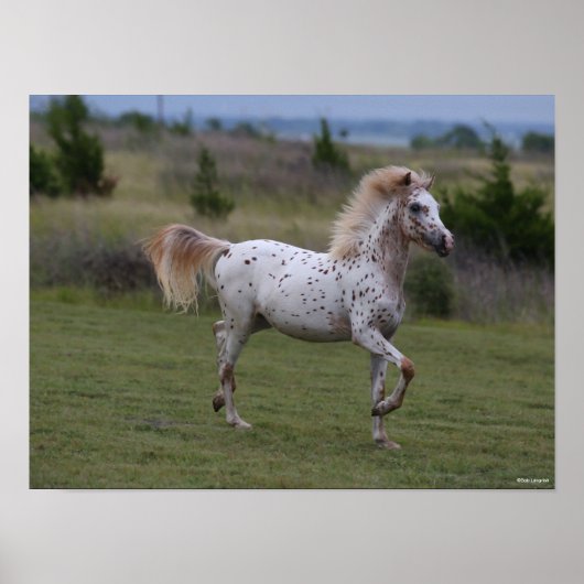 ボブラングリシュ | Spotty Pony Of America ポスター (正面)