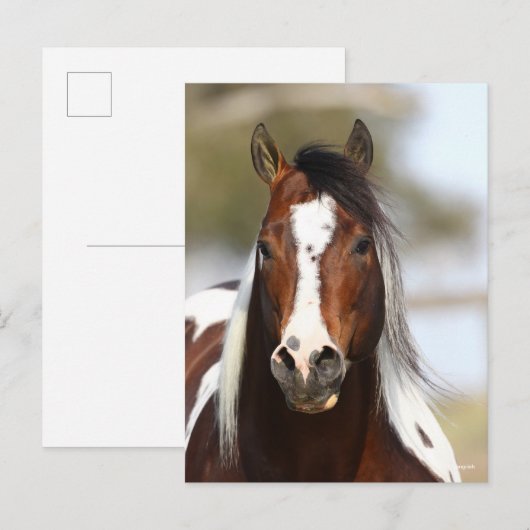 ボブラングリシュ | Stallion 絵を描ヘッドショット ポストカード (正面/裏面)