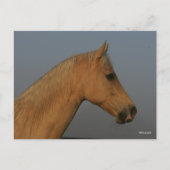 ボブラングリシュ | Tennessee Walker Mistyヘッドショット ポストカード (正面)