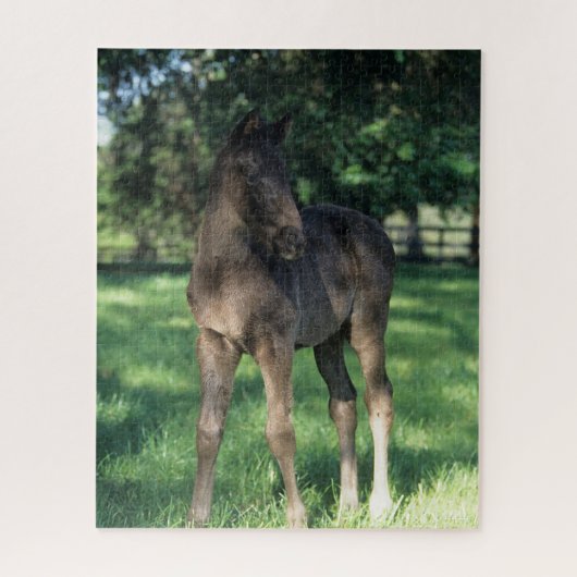 ボブラングリシュ | Thoroughbred Foal Stand In Field ジグソーパズル (縦)