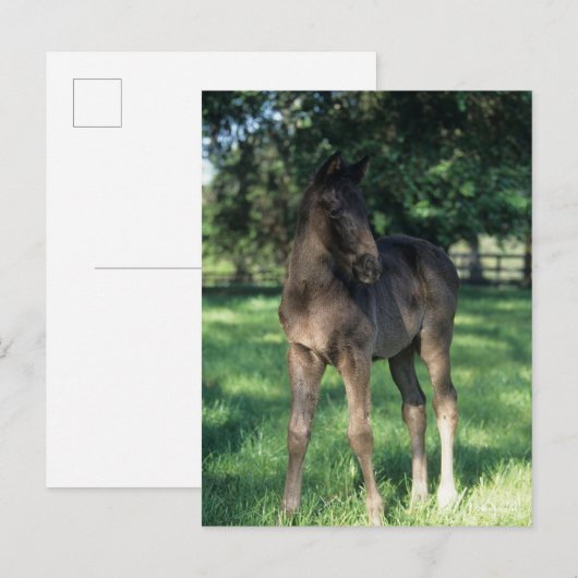 ボブラングリシュ | Thoroughbred Foal Stand In Field ポストカード (正面/裏面)