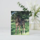 ボブラングリシュ | Thoroughbred Foal Stand In Field ポストカード (スタンド正面)