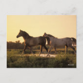ボブラングリシュ | Two Arab Horses歩くat Sunset ポストカード (正面)