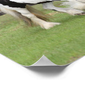 ボブラングリシュ | Two Black and White Gypsy Vanners ポスター (角)