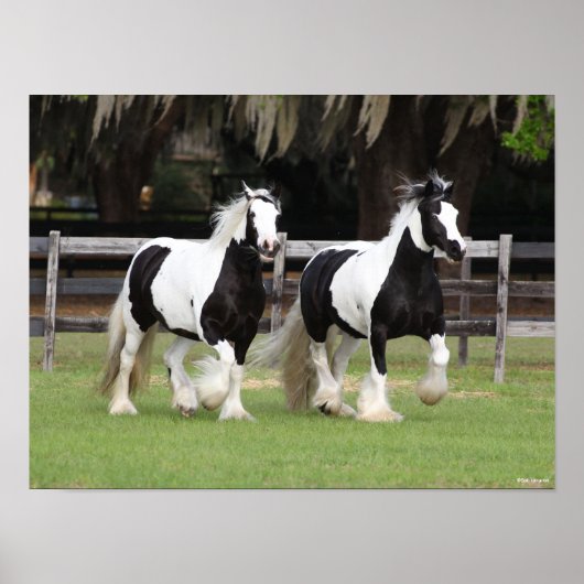 ボブラングリシュ | Two Black and White Gypsy Vanners ポスター (正面)