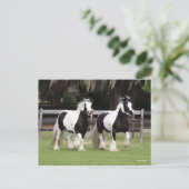 ボブラングリシュ | Two Black and White Gypsy Vanners ポストカード (スタンド正面)