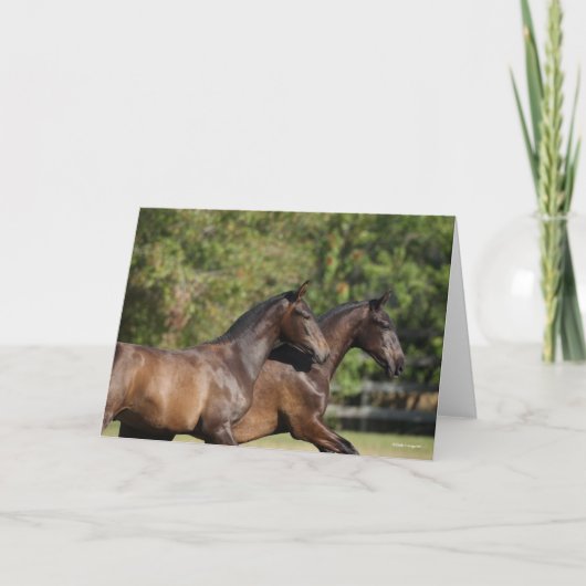 ボブラングリシュ | Two Brown Andalucian Horses ランニング's カード (正面)