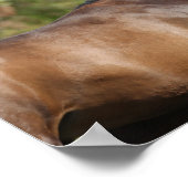 ボブラングリシュ | Two Brown Andalucian Horses ランニング's ポスター (角)