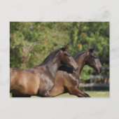 ボブラングリシュ | Two Brown Andalucian Horses ランニング's ポストカード (正面)