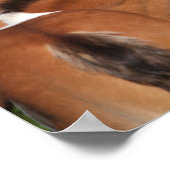 ボブラングリシュ | Two Irish Sport Horse 遊s ポスター (角)