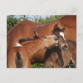 ボブラングリシュ | Two Irish Sport Horse 遊s ポストカード (正面)