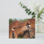 ボブラングリシュ | Two Irish Sport Horse 遊s ポストカード (スタンド正面)