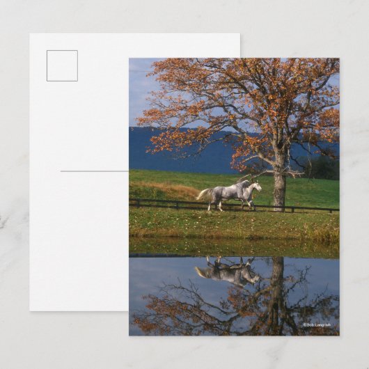 ボブラングリシュ | Two Together Warmbloods By Lake ポストカード (正面/裏面)