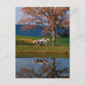 ボブラングリシュ | Two Together Warmbloods By Lake ポストカード (正面)
