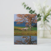 ボブラングリシュ | Two Together Warmbloods By Lake ポストカード (スタンド正面)