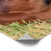 ボブラングリシュ | Warmboodの群れが草の中に横たわっている ポスター (角)