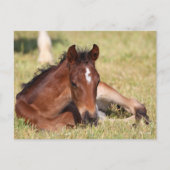 ボブラングリシュ | Warmboodの群れが草の中に横たわっている ポストカード (正面)