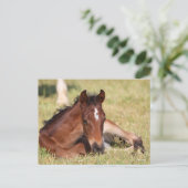 ボブラングリシュ | Warmboodの群れが草の中に横たわっている ポストカード (スタンド正面)