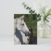 ボブラングリシュ | Warmbood MareとFoalヘッドショット ポストカード (スタンド正面)