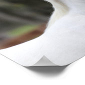 ボブラングリシュ | Warmbood Pinto Horse Headshot ポスター (角)