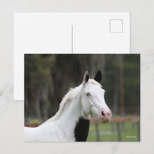 ボブラングリシュ | Warmbood Pinto Horse Headshot ポストカード (正面/裏面)