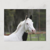 ボブラングリシュ | Warmbood Pinto Horse Headshot ポストカード (正面)