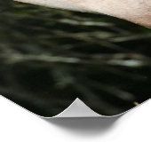 ボブラングリシュ | Welsh Pony MareとFoalヘッドショット ポスター (角)