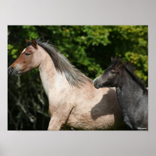 ボブラングリシュ Welsh Pony MareとFoalヘッドショット ポスター