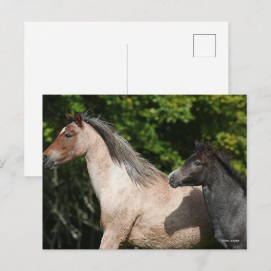 ボブラングリシュ | Welsh Pony MareとFoalヘッドショット ポストカード (正面/裏面)