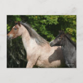 ボブラングリシュ | Welsh Pony MareとFoalヘッドショット ポストカード (正面)