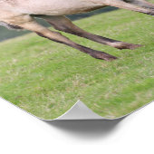 ボブラングリシュ Welsh Pony MareとFoal Standing ポスター (角)