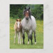 ボブラングリシュ Welsh Pony MareとFoal Standing ポストカード (正面)
