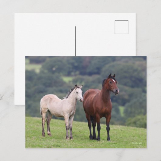 ボブラングリシュ Welsh Pony MareとFoal Standing ポストカード (正面/裏面)