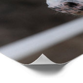 ボブラングリスアパロオサフリシアンスタリオンヘッドショット ポスター (角)