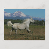 ボブラングリスグレイランニングアラブの山の背景 ポストカード (正面)